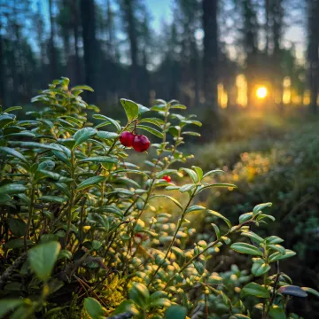 Valokuva aamuisesta metsästä, jossa etualalla on puolukka.