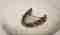 Pike Jaw Kantele